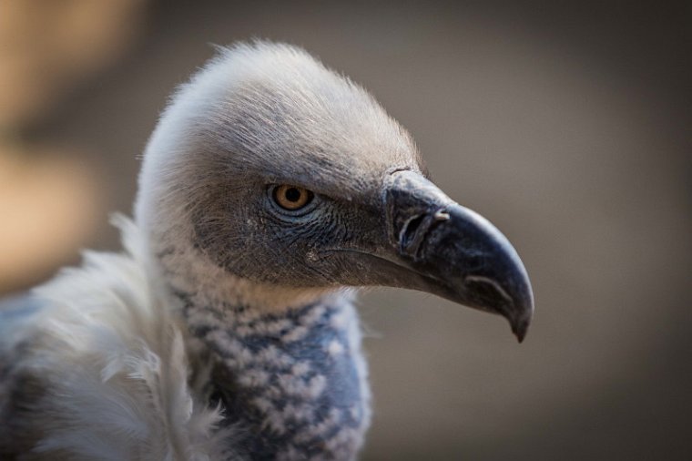 002 Hoedspruit, Moholoholo Wildlife Rehabilitation Center, kaapse gier.jpg